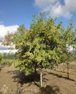 Tuotekuva-MONGOLIANVAAHTERA rungollinen ; 150-250, At