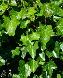 Tuotekuva-MURATTI ; At 2 L