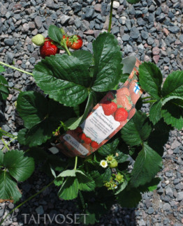 Tuotekuva-PERHEMANSIKKA ; At 3 L