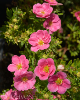 Tuotekuva-PINK PARADISE PENSASHANHIKKI Jumbo ; At 7,5 L