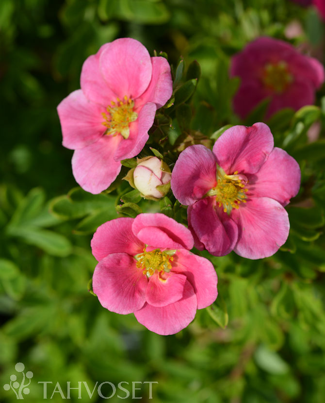 Tuotekuva-PINK PARADISE PENSASHANHIKKI Jumbo ; At 7,5 L