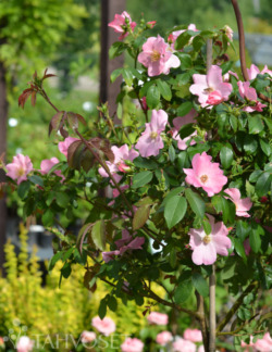 Tuotekuva-POLAR JOY RUNKORUUSU ; At