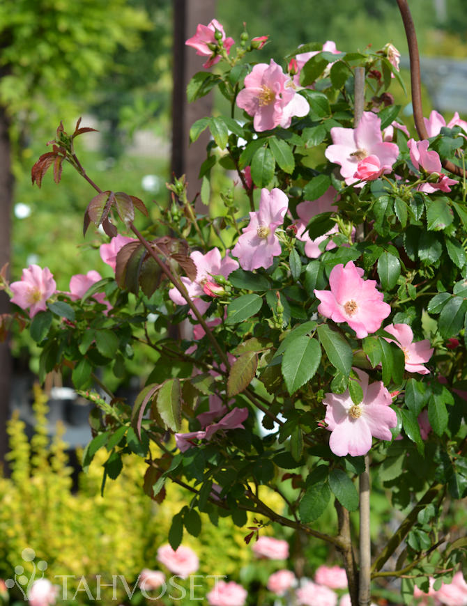 Tuotekuva-POLAR JOY RUNKORUUSU ; At