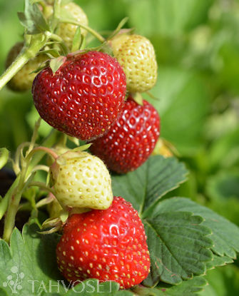 Tuotekuva-POLKA MANSIKKA; 10 kpl;box