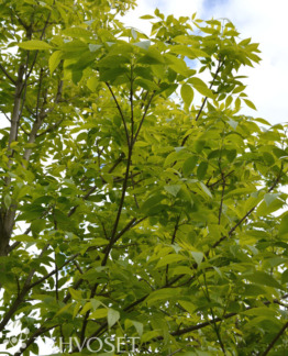 Tuotekuva-PUNASAARNI ; 6-8, At