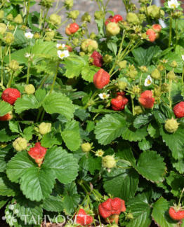 Tuotekuva-RIA MANSIKKA; At 3 L