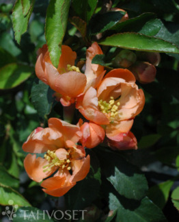 Tuotekuva-SIRIUS JAPANINRUUSUKVITTENI FinE; At 3 L