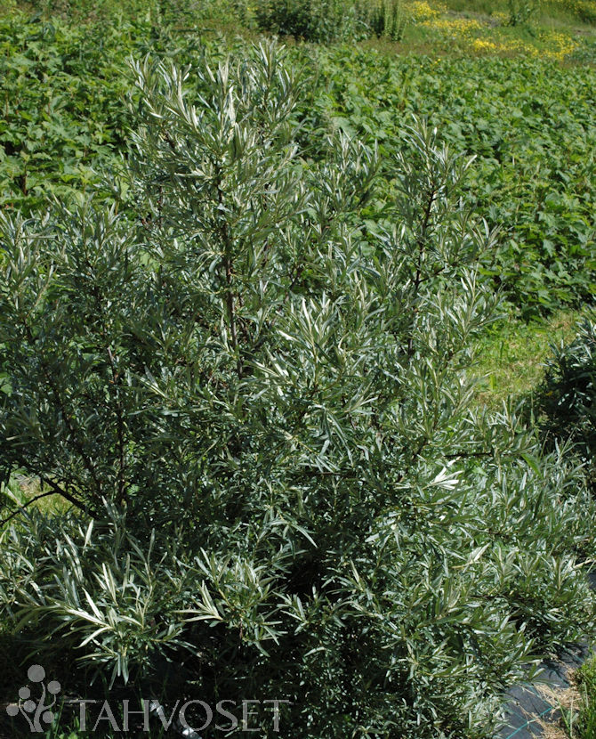 Tuotekuva-TARMO hede TYRNI FinE; At 3 L