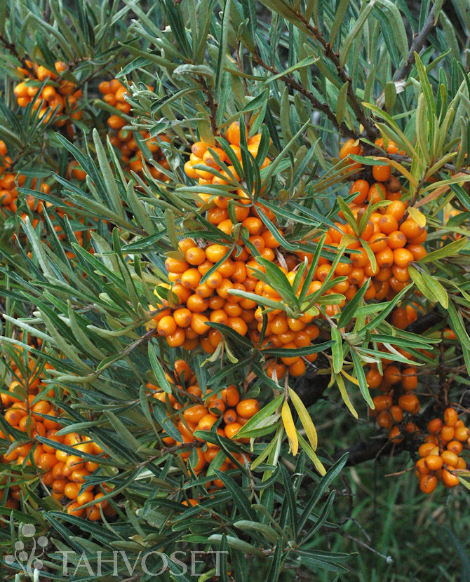 Tuotekuva-TERHI emi TYRNI FinE; At 3 L