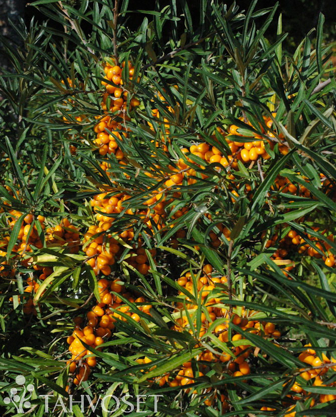 Tuotekuva-TERHI emi TYRNI FinE; At 3 L