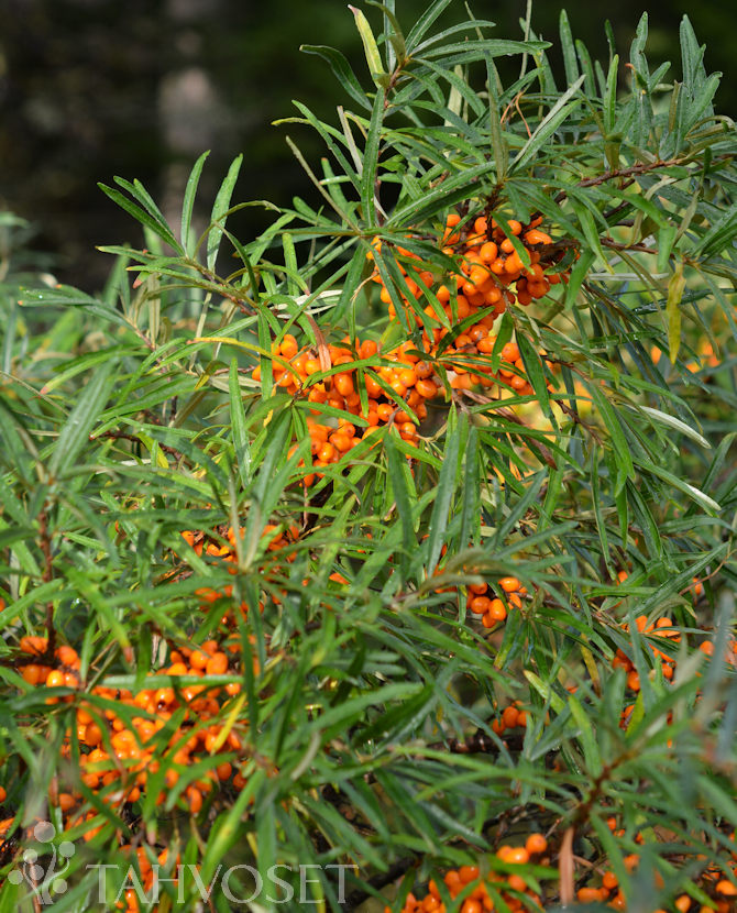 Tuotekuva-TERHI emi TYRNI FinE; At 3 L