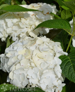Tuotekuva-THE BRIDE JALOHORTENSIA; At 3 L