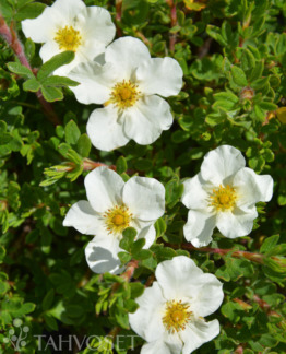 Tuotekuva-TILFORD CREAM PENSASHANHIKKI; At 3 L