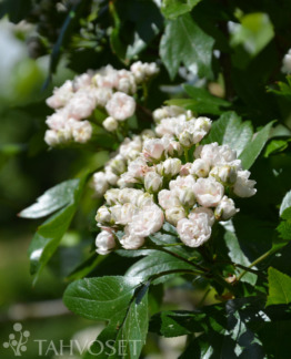 Tuotekuva-TOBA HELMIORAPIHLAJA; 150-250, At