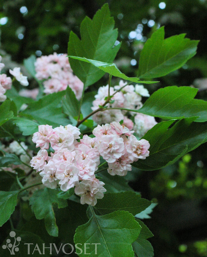 Tuotekuva-TOBA HELMIORAPIHLAJA; 150-250, At